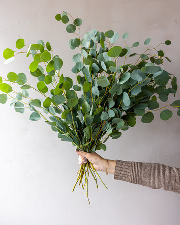 Silver Dollar Eucalyptus Bunches