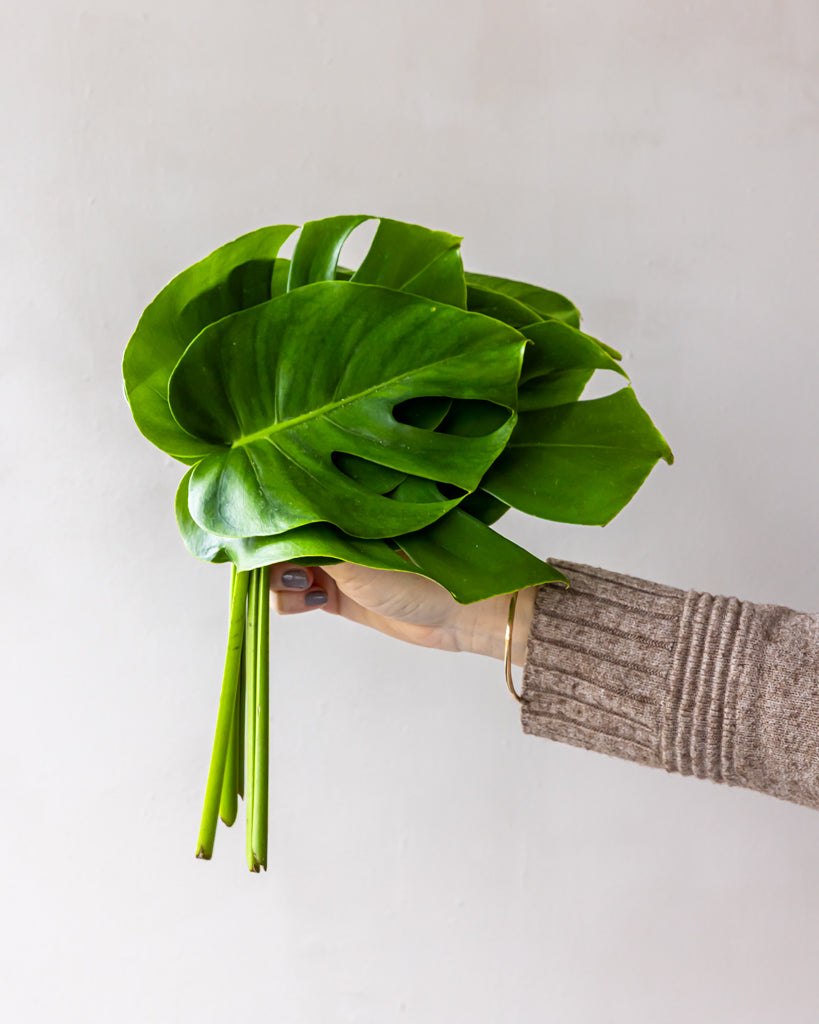 Monstera Bunches