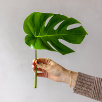 Monstera Bunches