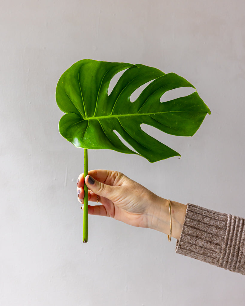 Monstera Bunches