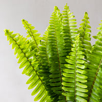 Sword Fern Bunches