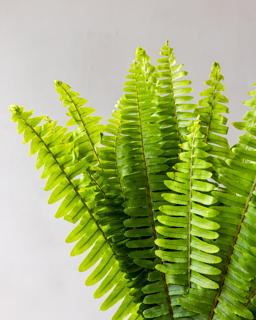 Sword Fern Bunches