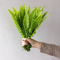 Sword Fern Bunches