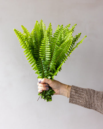 Sword Fern Bunches