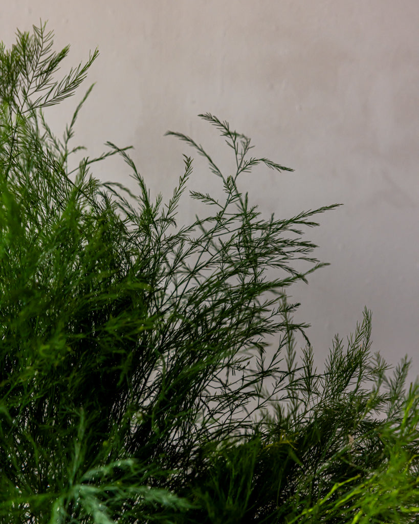 Tree Fern Bunches