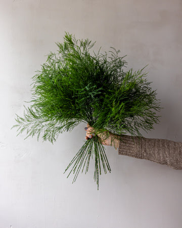 Tree Fern Bunches