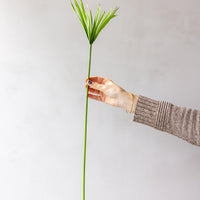 Umbrella Palm Bunches