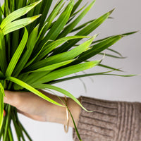 Umbrella Palm Bunches