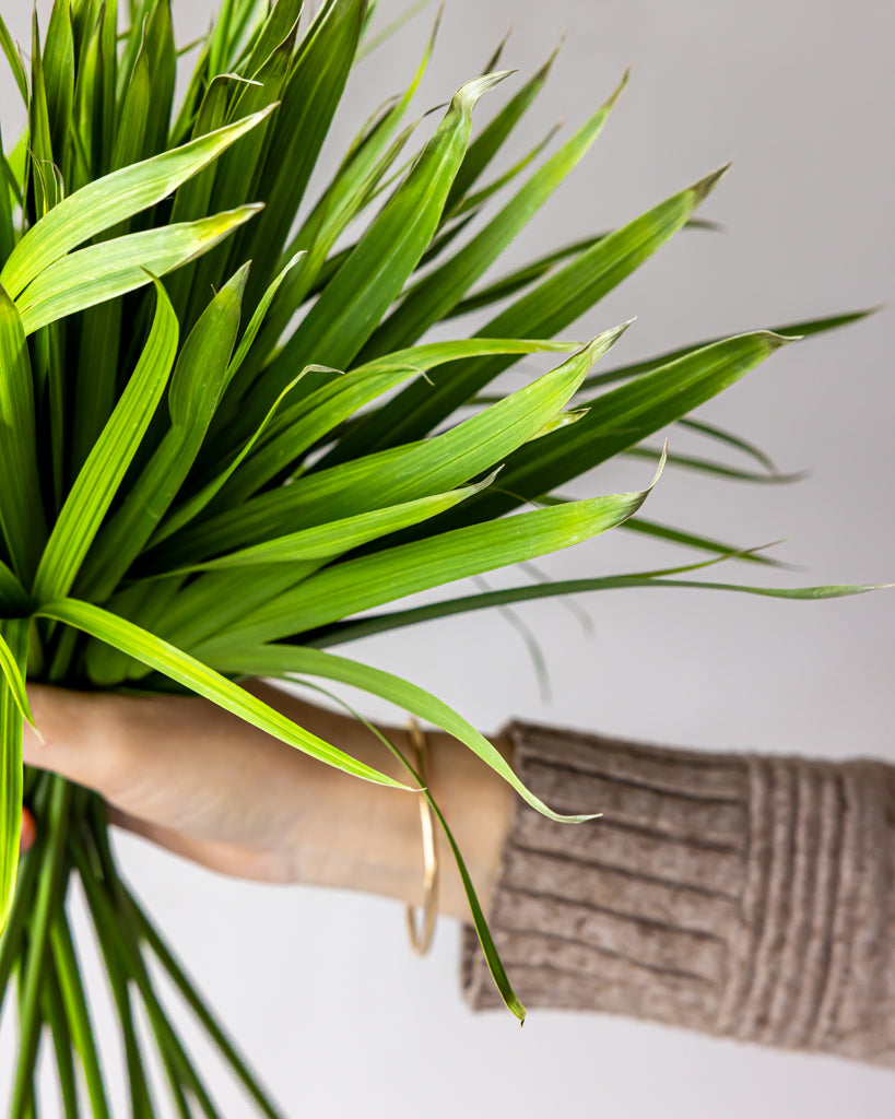 Umbrella Palm Bunches