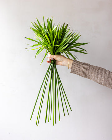 Umbrella Palm Bunches