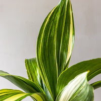 Varigated Aspidistra Bunches