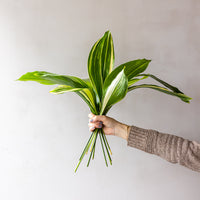 Varigated Aspidistra Bunches