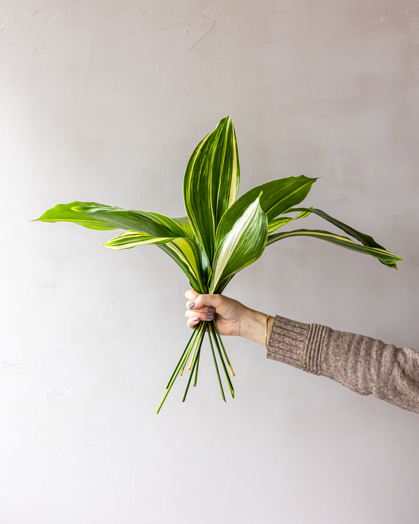 Varigated Aspidistra Bunches