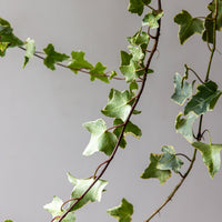 Variegated Ivy Bunches