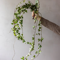 Variegated Ivy Bunches