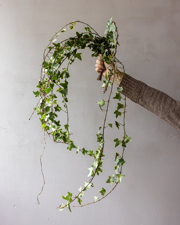 Variegated Ivy Bunches