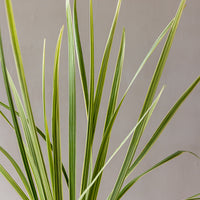 Variegated Lilly Grass Bunches