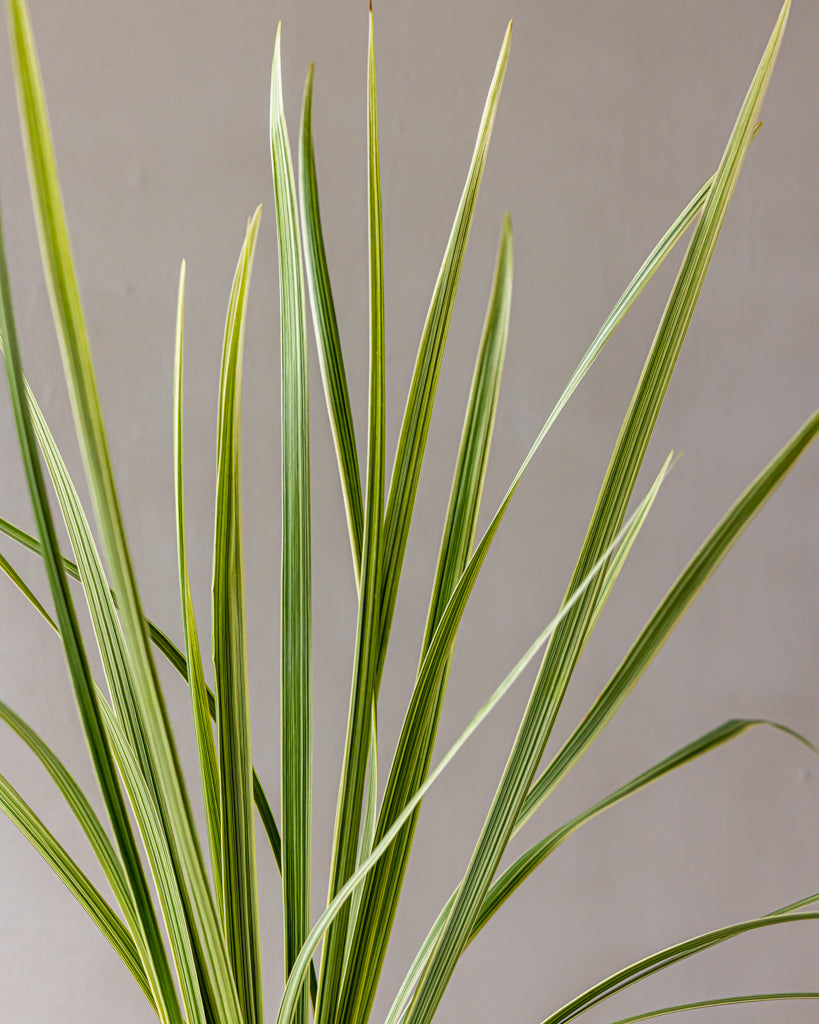 Variegated Lilly Grass Bunches