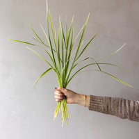 Variegated Lilly Grass Bunches