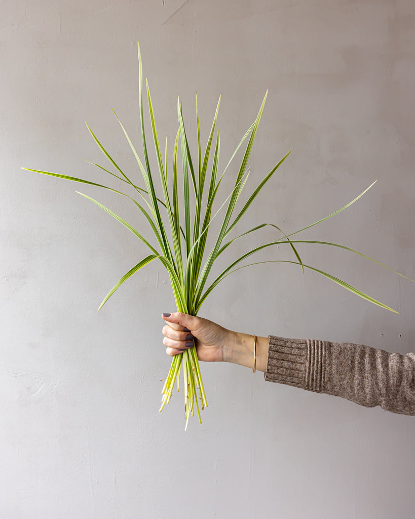 Variegated Lilly Grass Bunches