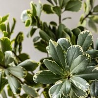 Variegated Pittosporum Bunches