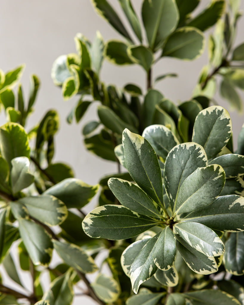 Variegated Pittosporum Bunches