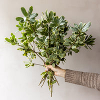 Variegated Pittosporum Bunches