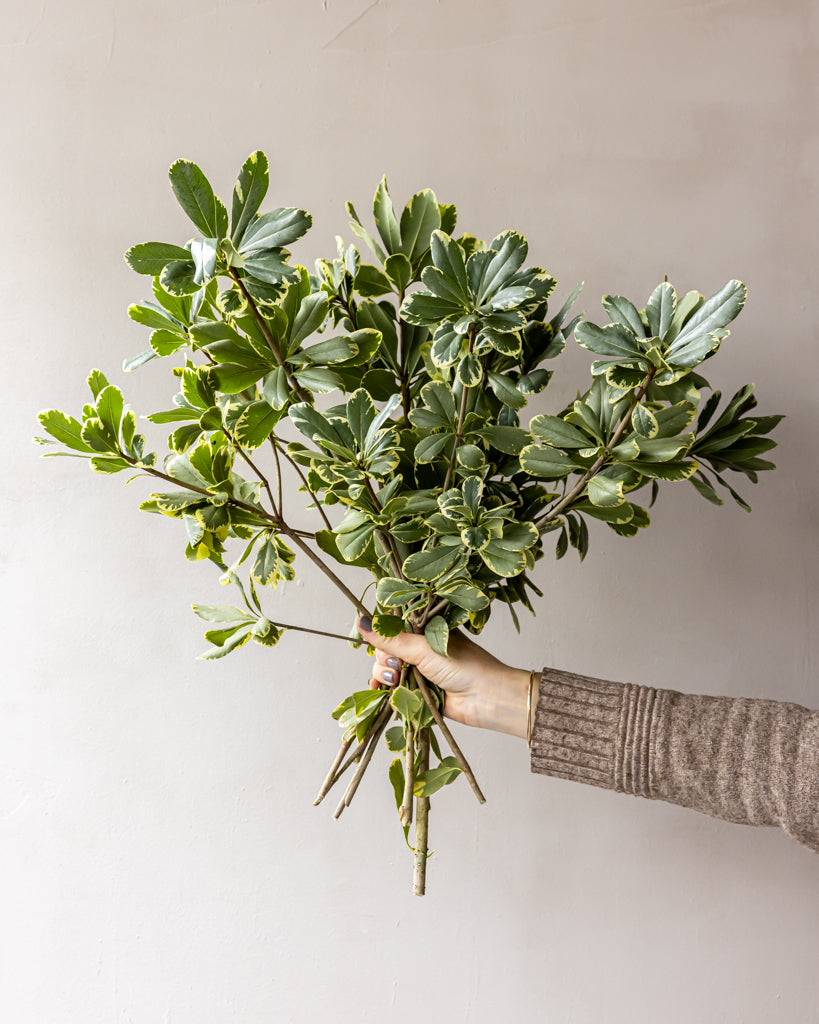 Variegated Pittosporum Bunches