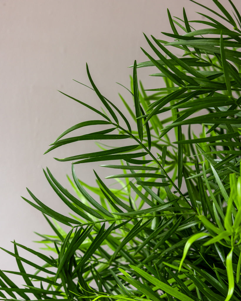 Weeping Podocarpus Bunches