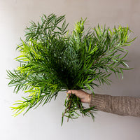 Weeping Podocarpus Bunches