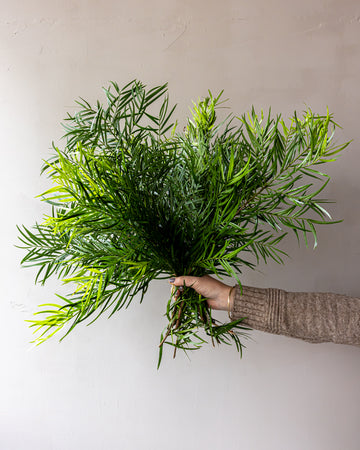 Weeping Podocarpus Bunches