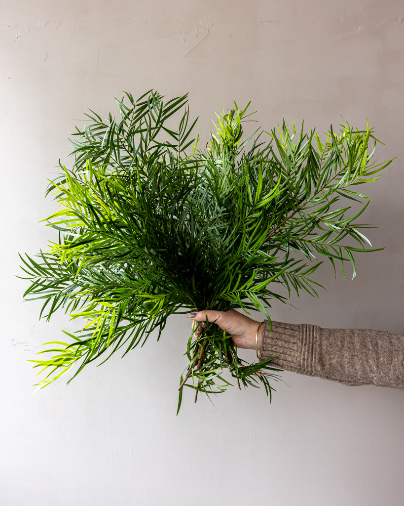 Weeping Podocarpus Bunches