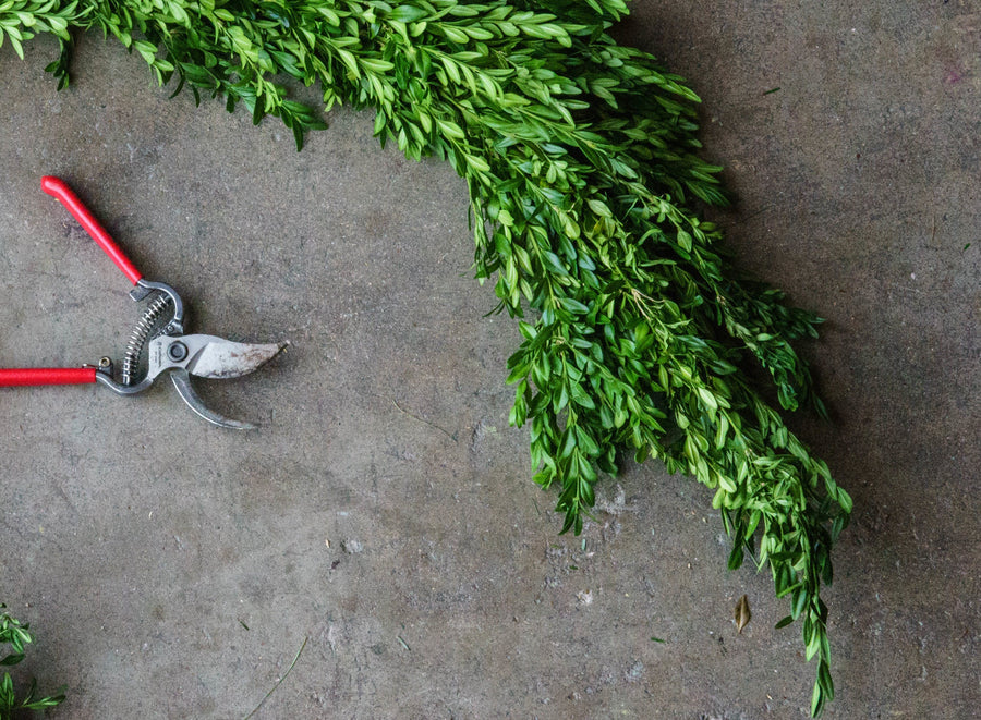 Boxwood Garland - Fresh and Elegant Holiday Greenery – Gracious Garlands