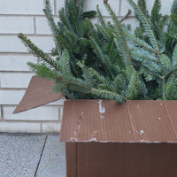 Fraser Fir Stems 20 lb Bulk Box