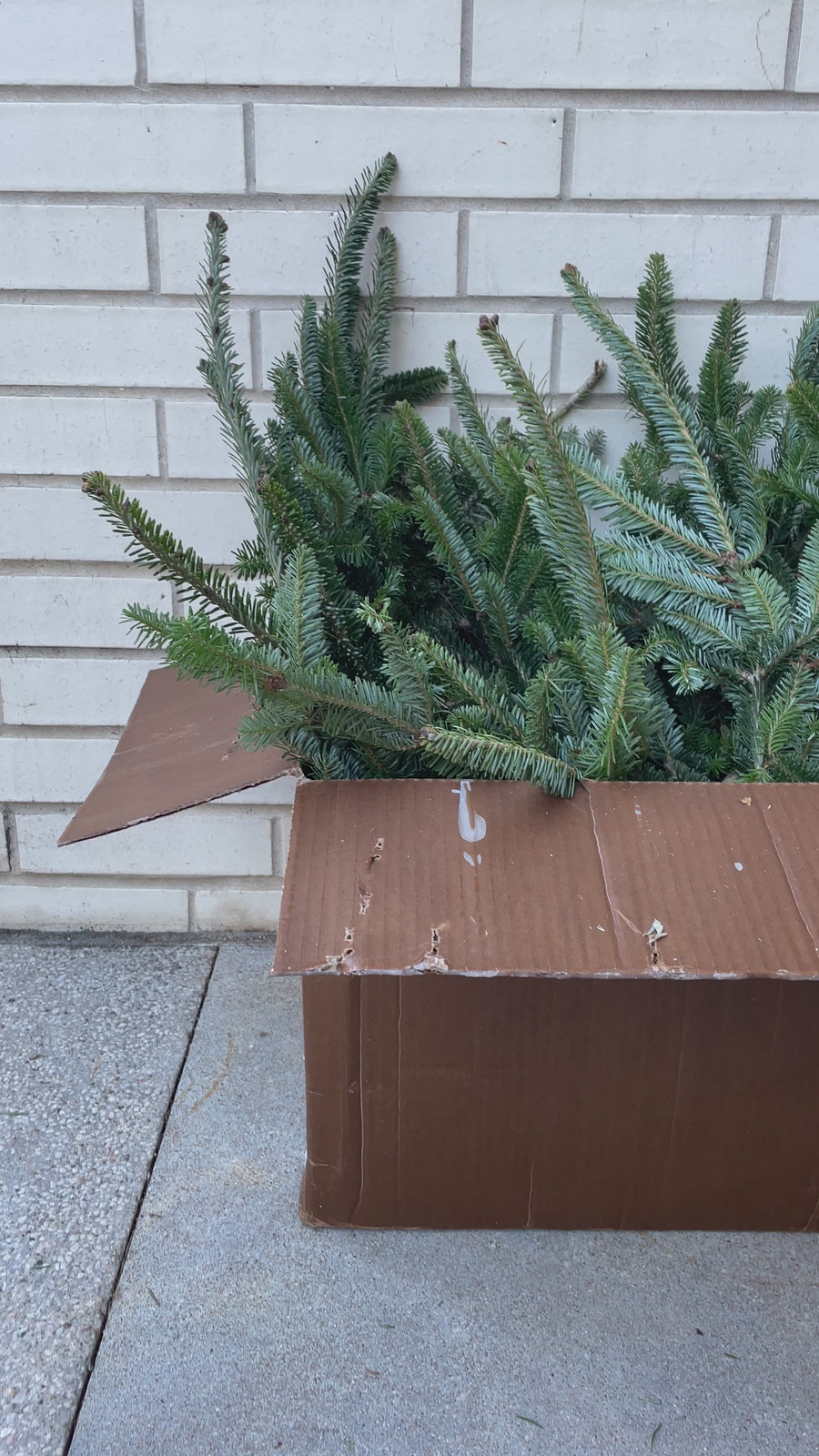 Fraser Fir Stems 20 lb Bulk Box